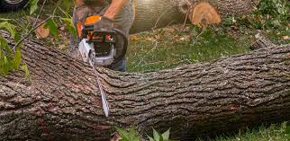 Best Weed Control  in Yosemite Lakes, CA