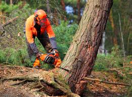 Best Lawn Grading and Leveling  in Yosemite Lakes, CA