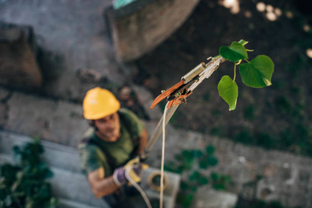Best Fruit Tree Pruning  in Yosemite Lakes, CA