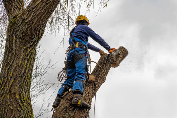 Best Commercial Tree Services  in Yosemite Lakes, CA