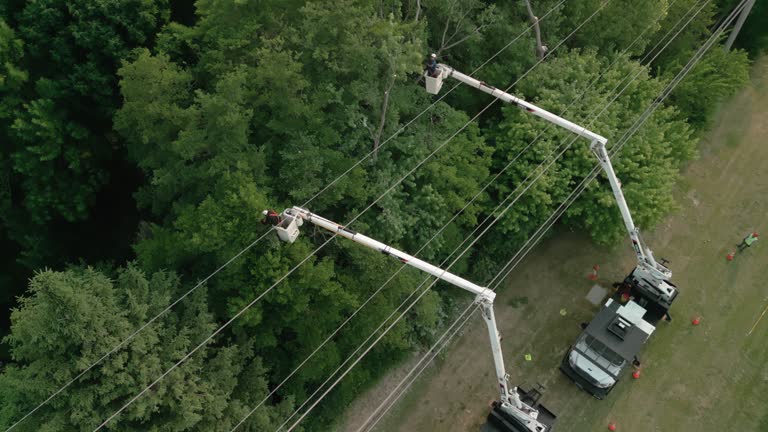 Best Tree Health Inspection  in Yosemite Lakes, CA