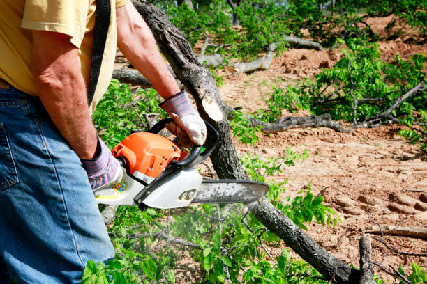 Best Lot and Land Clearing  in Yosemite Lakes, CA